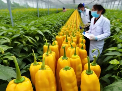 三樟黄贡椒春提早栽培技术规程解析与应用指南