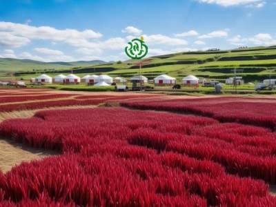 鄂尔多斯红葱产业新篇章，地理标志产品引领地域特业品牌崛起