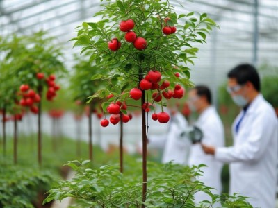红果榆苗木培育新规程DB36/T 1737-2022解读与应用分析