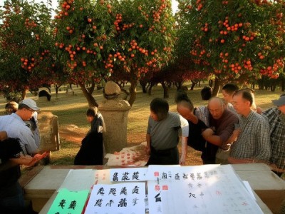 罗江贵妃枣生产技术规程DB51/T 1391-2011 解析与应用