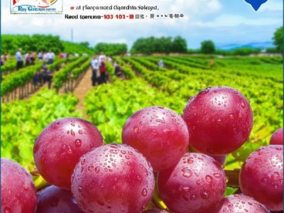 规范红提鲜果质量，助力我国红提产业健康发展——DB45/T 1226-2015解读