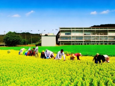 平凉市荞麦产业升级，DB62/T 1207-2004 绿色食品荞麦生产技术规程深度解析与应用