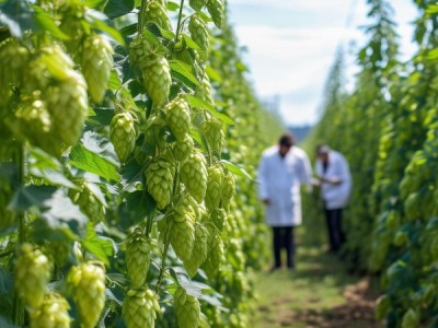 掖市啤酒花种植中无公害生产技术规程研究与应用