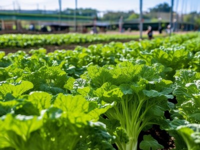武威市芹菜种植中无公害生产技术规程实践应用