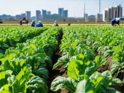 武威市甜菜生产技术规程助力无公害农产品提升