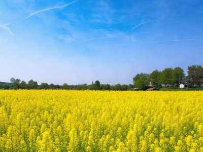 河套葵花品质提升，DB15/T 2778-2022标准深度解析
