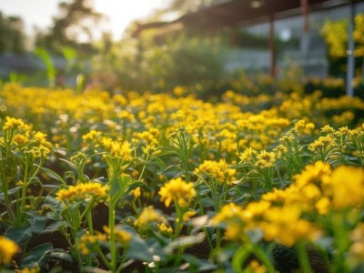 小黄花茶栽培技术规程DB52/T 1156-2024深度解读与应用指南