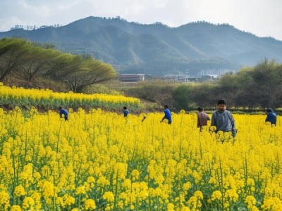 武威市菜花种植中无公害生产技术规程实践与应用