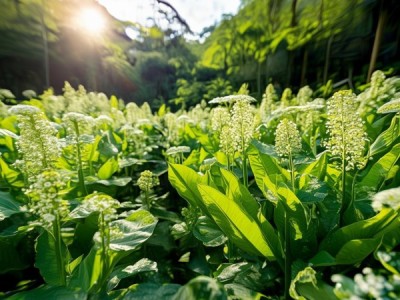 始兴石斛，地理标志产品传承与创新之路