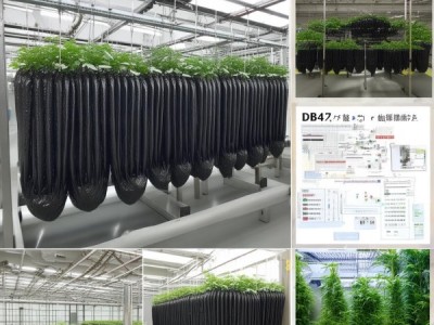 黑木耳吊袋栽培技术规程DB14/T 1158-2022深度解析及实际应用探讨