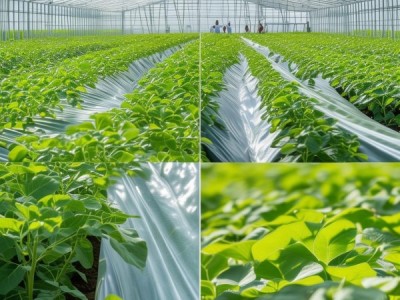 春茬油豆角双膜节水栽培技术规程解析与应用指南