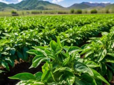 兰州市无公害辣椒种植技术规程应用成效分析
