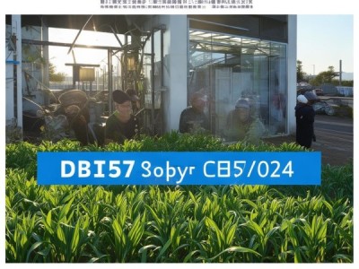 油莎豆茎叶采收加工新标准DB15/T 3457-2024解读