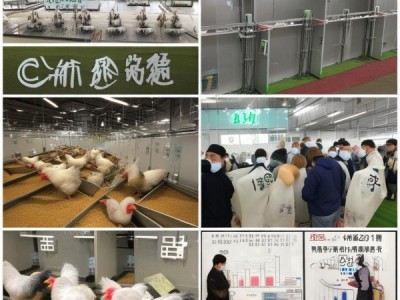 DB41/T 1319-2016 规模化商品蛋鸡场建设标准深度解析与实际应用指南