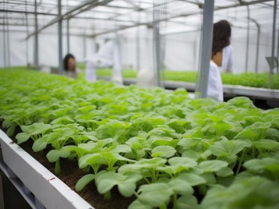 马铃薯脱毒原原种离地苗床生产技术规范，DB61/T 1956-2025——引领种业安全与产业发展的关键指南