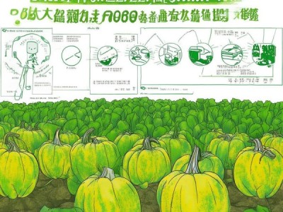 DB46/T 232-2012 绿色食品密本南瓜生产技术规程深度解读与应用