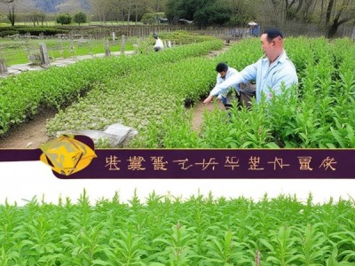 DB63/T 2278-2024，小叶黑柴胡栽培技术规程，助力中药材品质与产量双提升