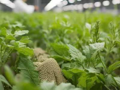 2024版藜麦良种繁育技术规程深度解析与应用指导