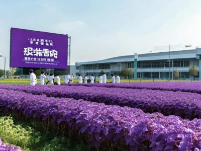 紫苏标准化种植新规程发布，推动产业高质量发展