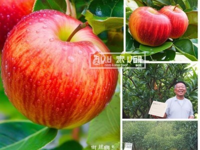 辽中寒富苹果荣膺地理标志产品认证,品质品牌双飞跃