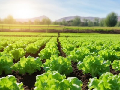 兰州市无公害莴笋种植技术规程解析