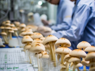 阿魏菇菌种生产无公害食品技术规程解读，DB65/T 2934-2009标准剖析