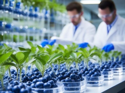 蓝莓组培快繁技术规程发布，引领标准化生产新纪元