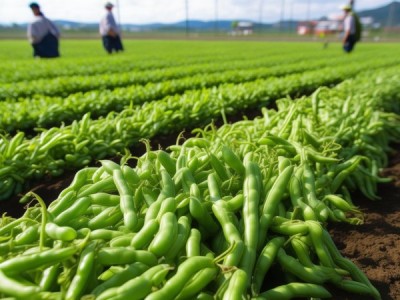 出口菜豆品质安全全程攻略，DB37/T 689-2007 良好农业规范操作指南