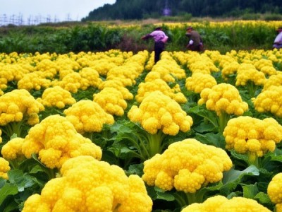祁东黄花菜，DB43/202-2005标准下的品质与文化传承