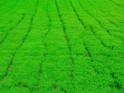 江蔬一号丝瓜品质特性与DB32/T 810-2005标准栽培技术解析