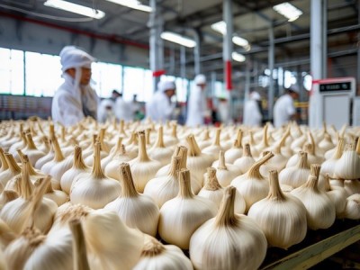 邳州白蒜仓储管理规范发布,助力蒜业升级保障蒜农收益