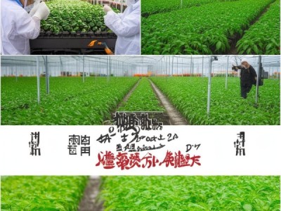 辣椒良种生产技术规范DB63/T 1471-2024 解读与实战应用研究