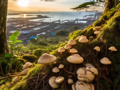 海林猴头菇，地理标志产品魅力与产业腾飞之路