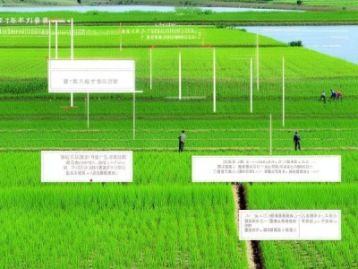 沿淮麦茬籼稻旱旱管生产技术要点解析与应用解读