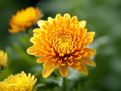 DB34/T 4160-2022标准视角下，皖药材菊花品质等级深度解析