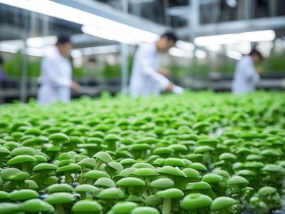 绿色食品平菇生产技术规程，DB62/T 4578-2022标准深度解析