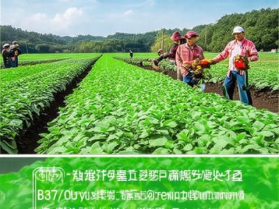 DB63/T 1070-2012标准指导下的大通鸡腿葱绿色食品露地栽培技术解析与应用