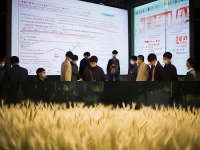 周麦30号生产技术规程解读及实践应用探究