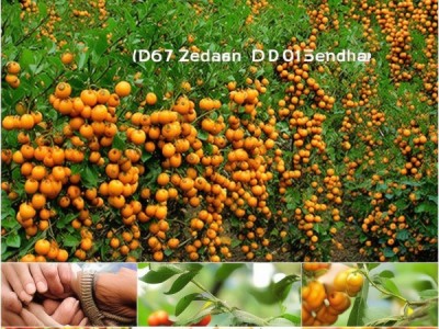 商洲枳壳，DB36/T 786-2018标准下的地理标志传承与创新之路