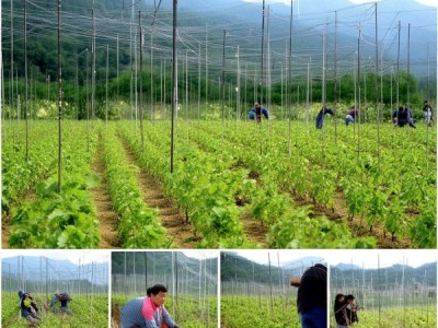 赣葛1号粉葛立架拉网栽培技术规程解析与应用解读