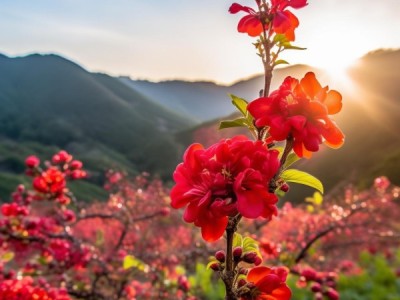 宁夏彭红梅杏，探寻DB64/T 1641-2019地理标志产品的独特魅力