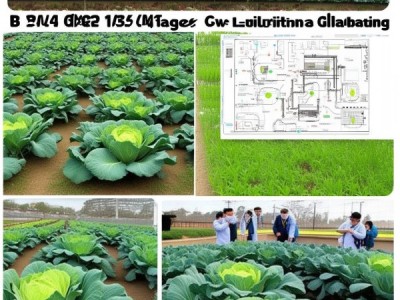 DB14/T 1372-2025春白菜栽培技术规程深度解析与应用指导