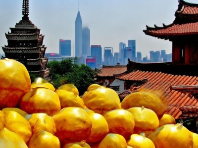 九龙金枣，传统与现代交融的地域瑰宝