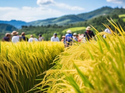 红菱大米，地理标志产品中的地域瑰宝传承与创新