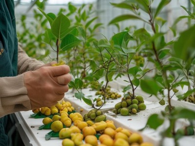余甘果嫁接育苗技术规程新标准解读与实践