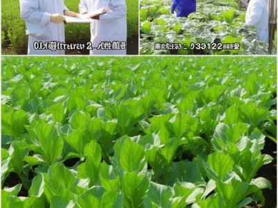 蒙芋2号菊芋种植与利用研究——基于DB15/T 1362-2018标准