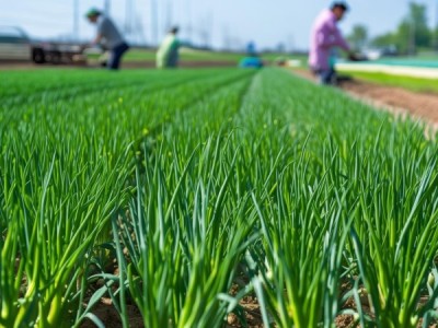 武威市大葱无公害种植技术规程应用与实践效果分析