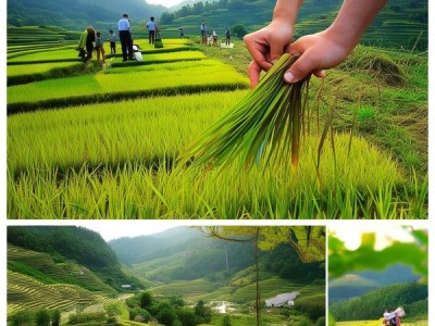 仪陇大山香米地理标志产品生产技术规范深度解析与应用