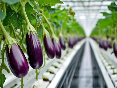 茄子保护地生产技术规程深度解析与实操指南