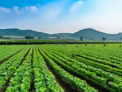 武威市无公害农产品保护地种植技术规程应用研究